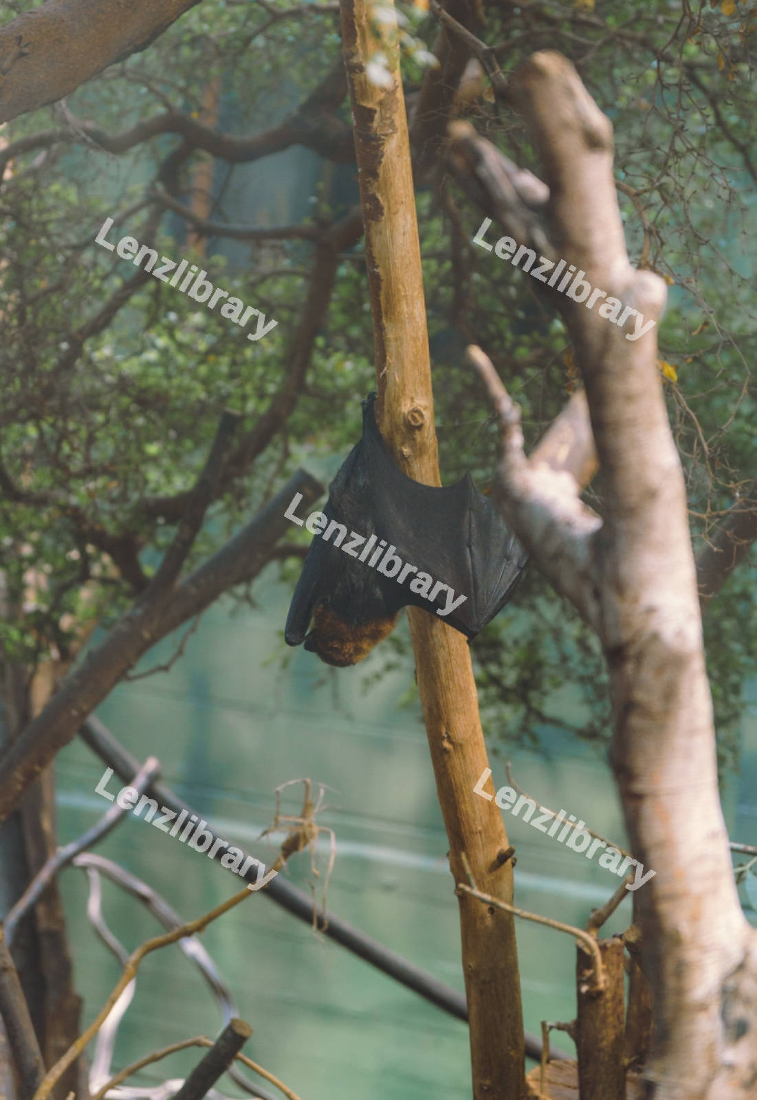 A Flying Fox Spreading Wings